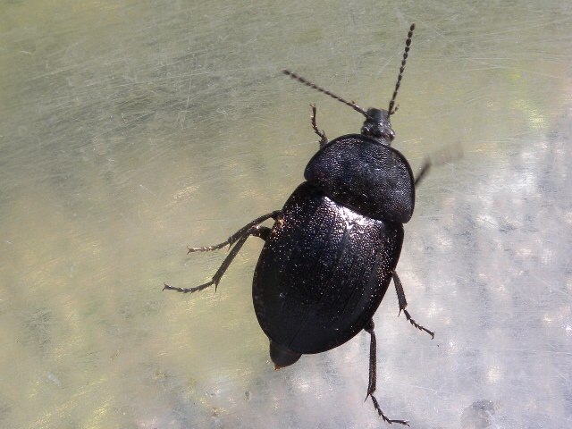 Coleottero Silphidae da classificare: Phosphuga atrata